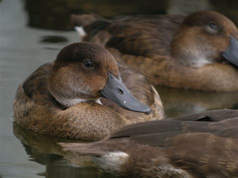 The world's rarest bird is reintroduced into the wild