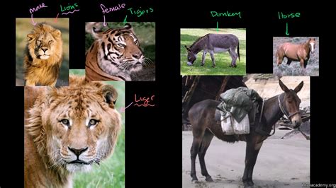 Morphological Species Concept Example Of