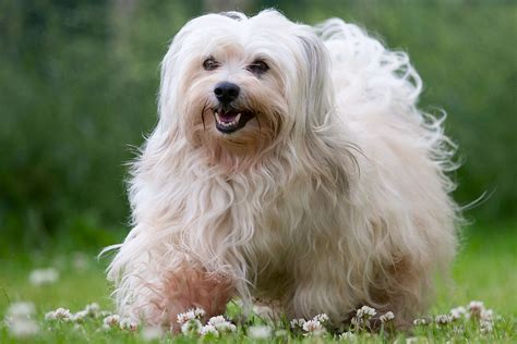 White Havanese Puppies