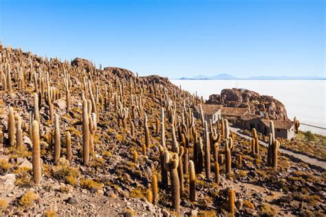 Cactus Island, Uyuni stock photo. Image of incahuasi - 99251516