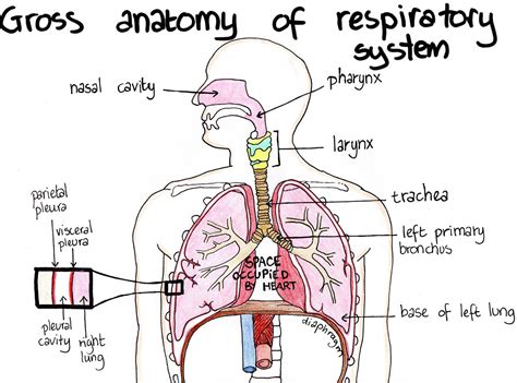 Draw A Neat Labelled Diagram Of Human Respiratory System | Porn Sex Picture