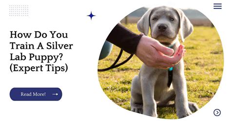 How Do You Train A Silver Lab Puppy? (Expert Tips) | UnifiedDogs