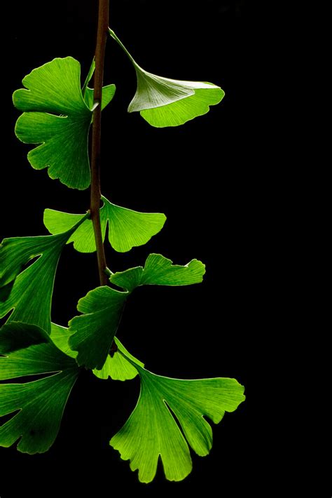 File:Ginkgo Biloba Leaves - Black Background.jpg - Wikipedia