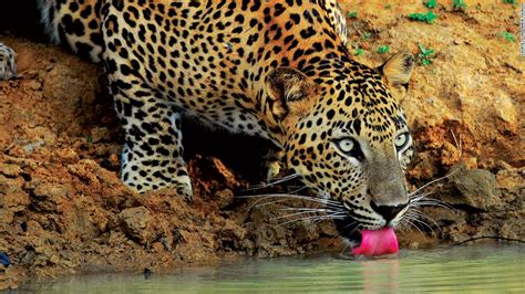 Sri Lanka's leopards are under threat, but this woman is determined to ...