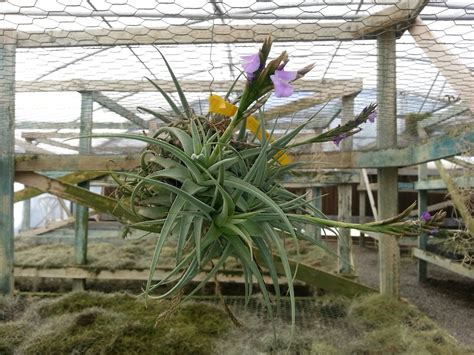 Weekly Airplant Bloomlist (plants in bloom): Air Plant Bloomlist 07-09-13