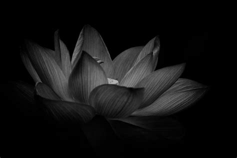 The Black Lotus: Beauty, Mystery, and Symbolic Depth - Petal Republic