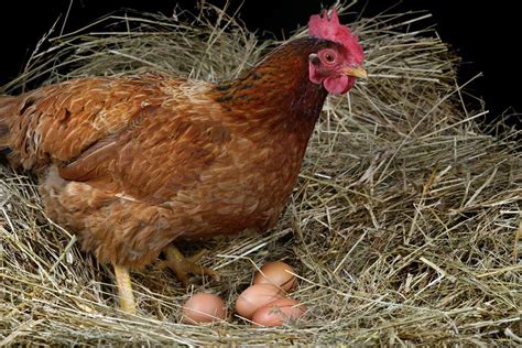 My hens have stopped laying eggs, why? - The Poultry Pages