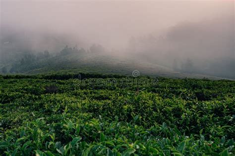 A Morning View of Tea Plantations in Ooty Hills Filled with Mist Stock ...