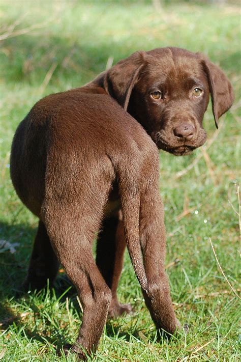 Chocolate Lab Puppies For Adoption In Nc : Labrador Retriever ...