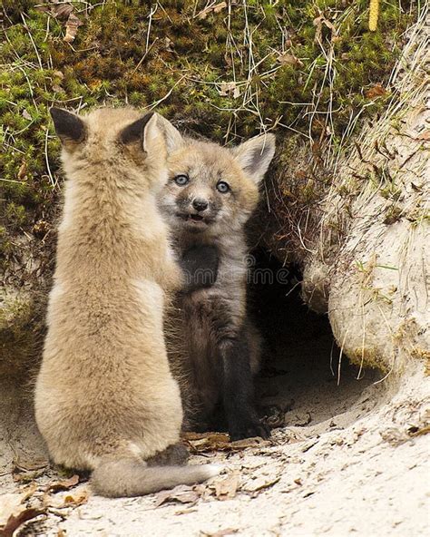 Fox Red Fox Stock Photo. Baby Foxes. Foxes Baby Fox in the Forest by ...