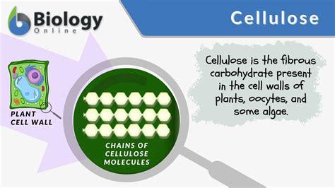 Hemicellulose Vs Cellulose