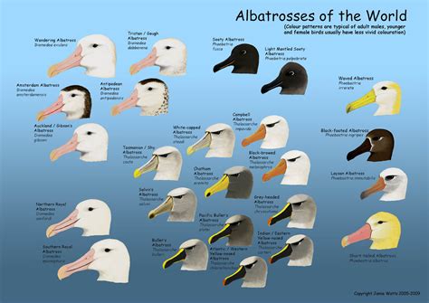 More albatross species breed in New... - Birds New Zealand