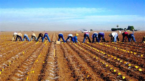 When the Chips are Down: Potato, Maize and Rice Crop Yields Set to Fall ...