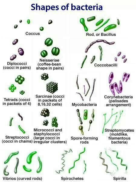 Microbiology! Shapes of bacteria (cocci, rod, spiral) | Microbiology ...