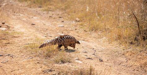 PANGOLIN CONSERVATION SUPPORT — Wild Tomorrow