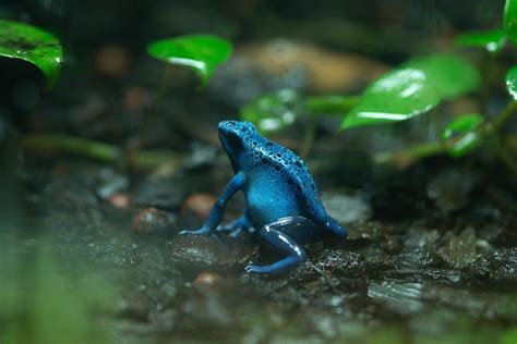 Blue Poison Dart Frog Habitat