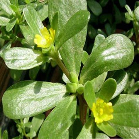 Purslane varieties Green 200 seeds