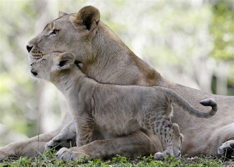 Baby Animals and Their Moms (Because It’s Mother’s Day) - The Atlantic