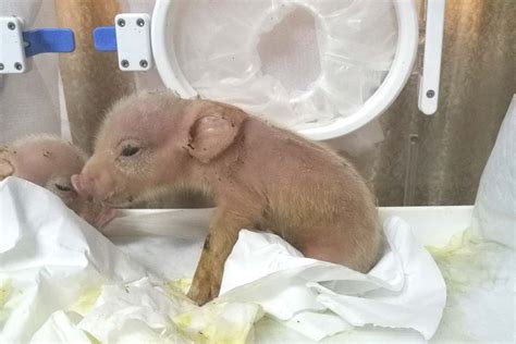 Exclusive: Two pigs engineered to have monkey cells born in China | New ...