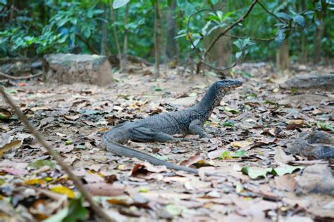 Monitor Lizard in Natural Habitat Stock Image - Image of grey, reptile ...