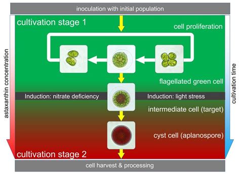 Life cycle of the unicellular microalgae Haematococcus pluvialis ...