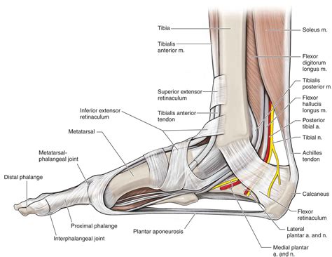 Diagram Of The Ankle And Foot