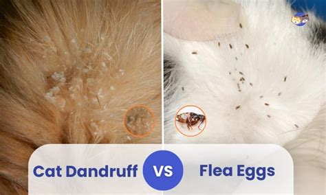 Cat Dandruff vs Flea Eggs: Identifying and Treating