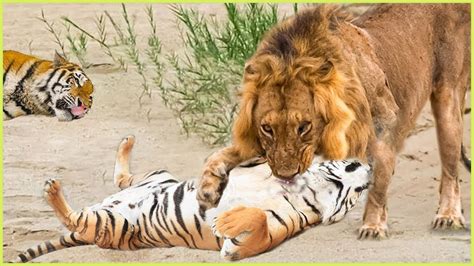 Lion defeat Tiger - Crazy Tiger attack Wild Animal to show strength ...