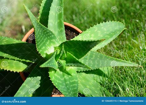 Aloe Vera Plant in Sunlight Stock Image - Image of medicine, grow ...