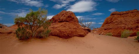 Gobi Desert Plants