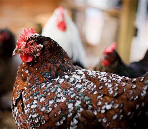 About Sussex Chickens: Inquisitive and Hardy Birds