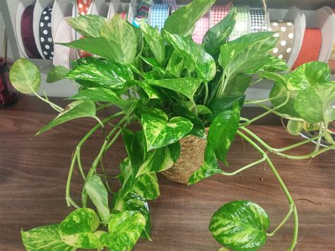 The Pothos Plant - Pothos Plant