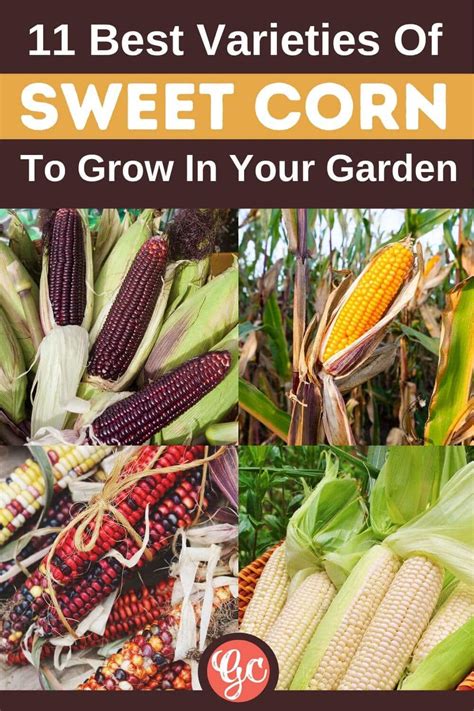 The 11 Best Sweet Corn Varieties To Grow In Your Garden - Gardening Chores