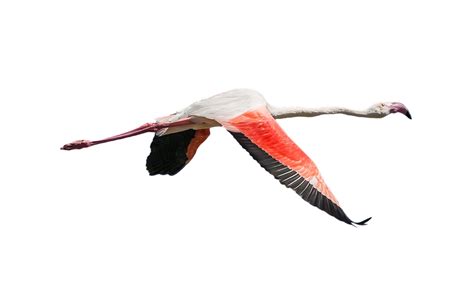 Download Flamingo, Bird, Flying. Royalty-Free Stock Illustration Image ...