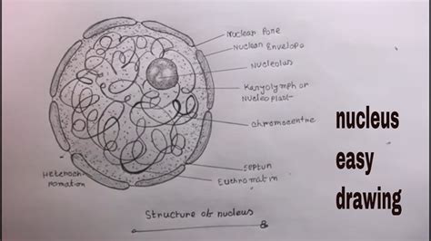 Nucleus Diagram