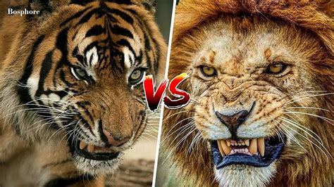 [1946] Lion Vs Tiger (Real Fight) | HD 1080p - YouTube