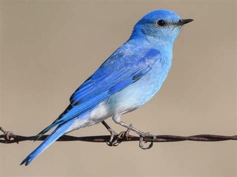 Mountain Bluebird - NestWatch