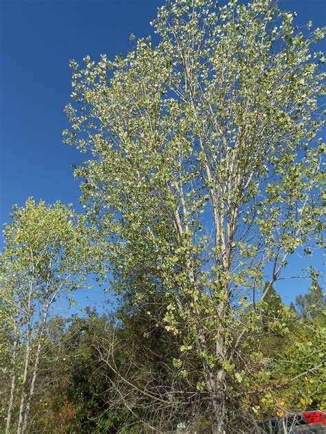 Autumn Season: Cottonwood Tree - Homeschool Nature Study