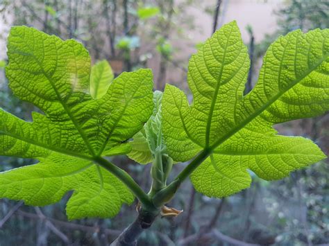 What Does A Fig Tree Leaf Look Like / Fig Tree Plant 1 Gallon Walmart ...