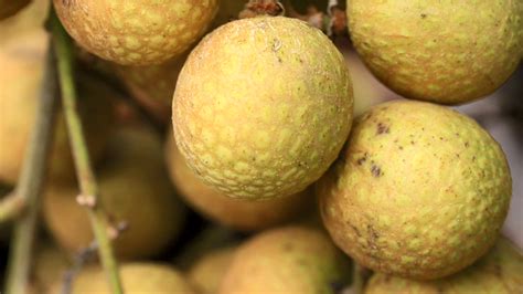 Chinese Breeders Unveil World’s First Longan/Lychee Hybrid | Produce Report