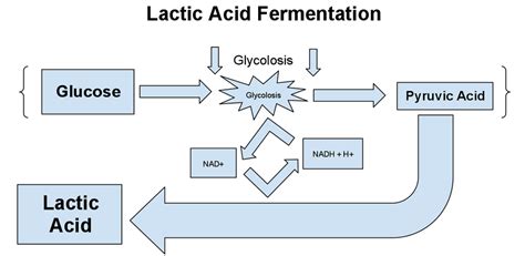 Cellular Respiration - Biology Facts