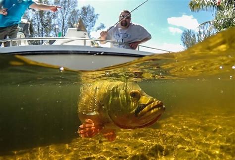 Peacock Bass: Species Highlight | FishAnywhere