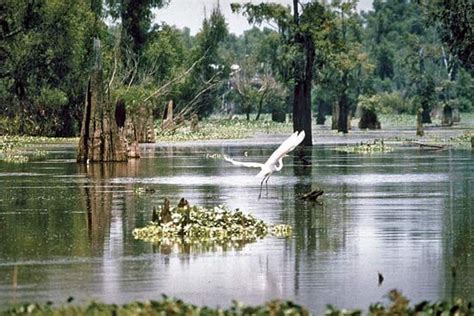 Atchafalaya River | river, United States | Britannica.com