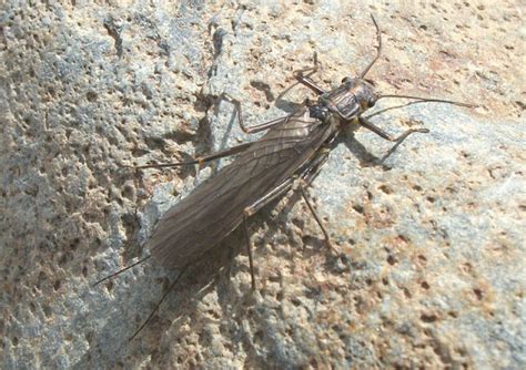 Jon Baiocchi Fly Fishing News: Skwala Stoneflies Are Starting to Hatch ...