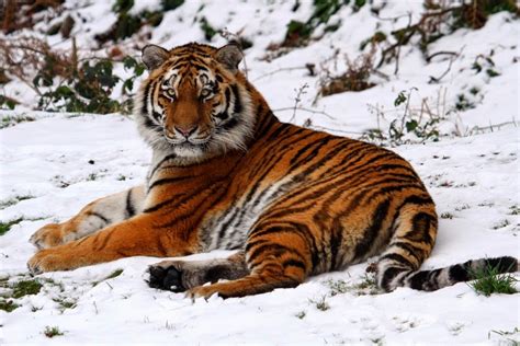 26 Graceful Pictures of Siberian Tigers - Best Photography, Art ...