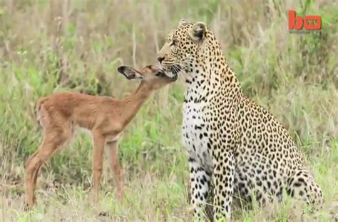 Unusual predator and prey interaction caught on camera.