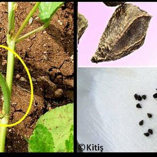 Fruit and seeds of jute (Corchorus olitorius L.). | Download Scientific ...