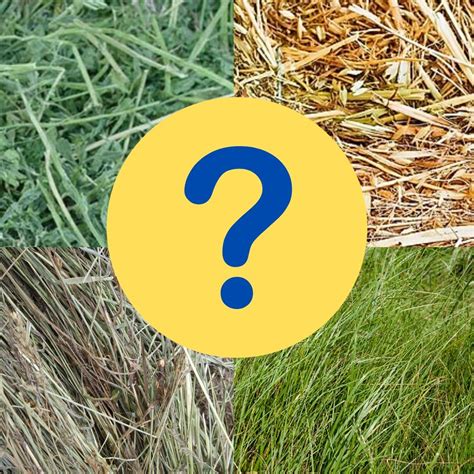 What type of hay should I feed my horse? - Kelato Animal Health