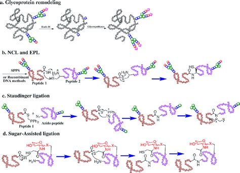 Chemical synthesis of glycoprotein. | Download Scientific Diagram