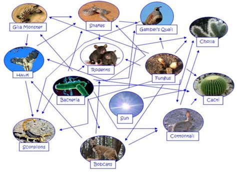 Desert Food Chain Picture : Biological Science Picture Directory ...